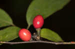 Southern spicebush <BR>Pondberry